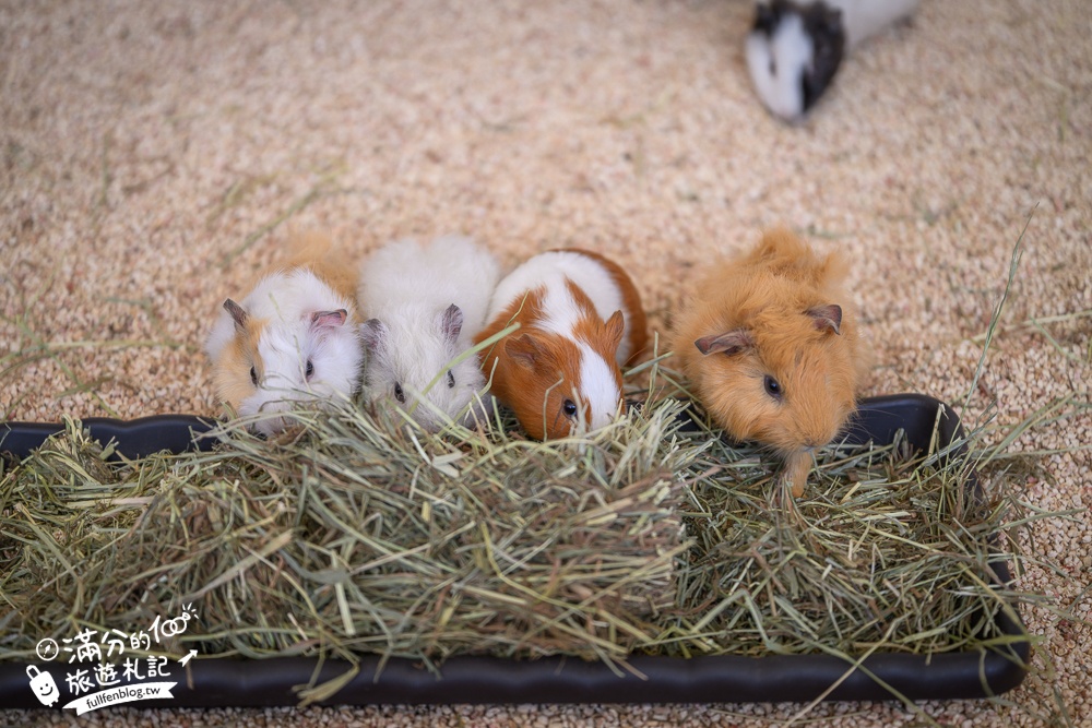 高雄景點【野森動物學校】最新門票資訊＆玩樂攻略!必玩沙丘部落和狐狸谷.與狐狸.狐獴.老鷹.土撥鼠近距離互動!