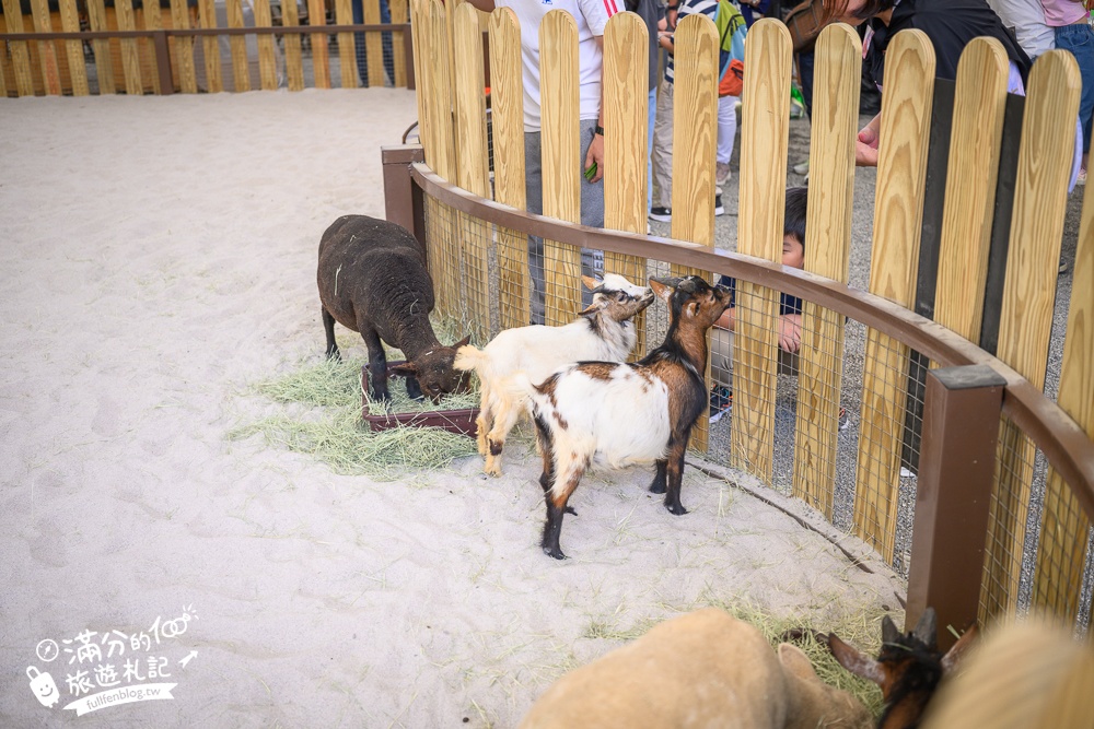 高雄景點【野森動物學校】最新門票資訊＆玩樂攻略!必玩沙丘部落和狐狸谷.與狐狸.狐獴.老鷹.土撥鼠近距離互動!