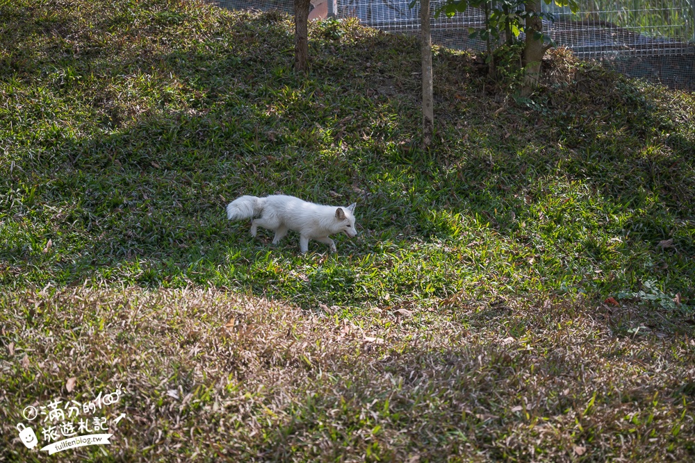 高雄景點【野森動物學校】最新門票資訊＆玩樂攻略!必玩沙丘部落和狐狸谷.與狐狸.狐獴.老鷹.土撥鼠近距離互動!
