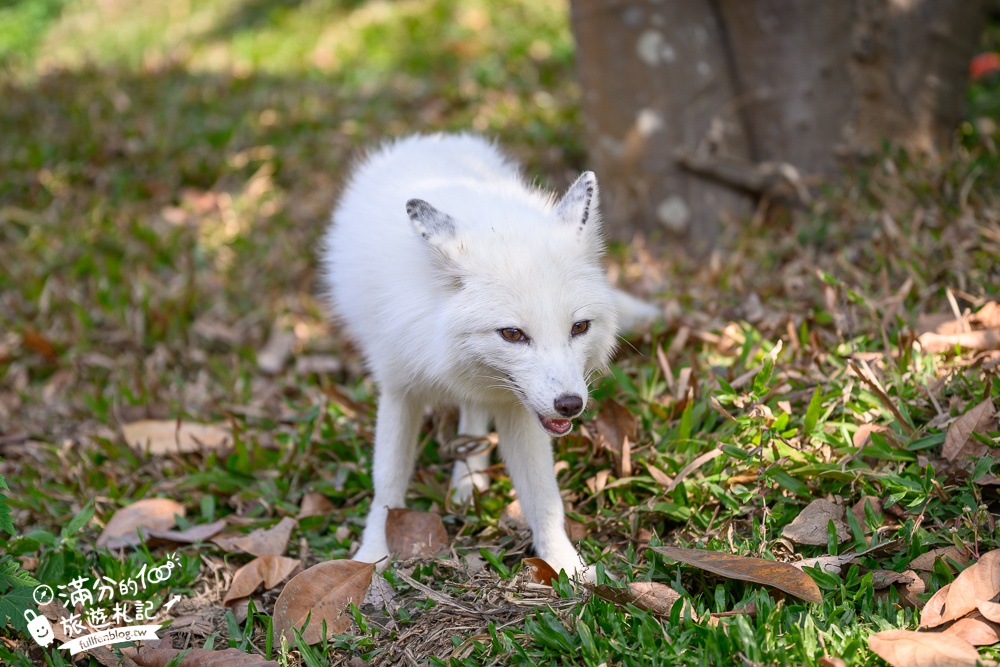 高雄景點【野森動物學校】最新門票資訊＆玩樂攻略!必玩沙丘部落和狐狸谷.與狐狸.狐獴.老鷹.土撥鼠近距離互動!