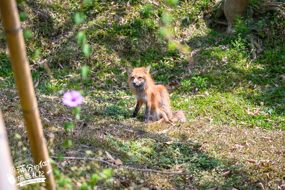 高雄景點【野森動物學校】最新門票資訊＆玩樂攻略!必玩沙丘部落和狐狸谷.與狐狸.狐獴.老鷹.土撥鼠近距離互動!