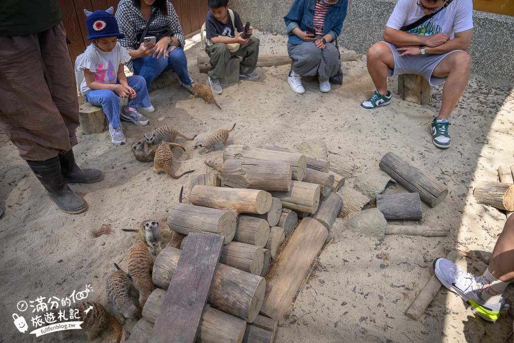 高雄景點【野森動物學校】最新門票資訊＆玩樂攻略!必玩沙丘部落和狐狸谷.與狐狸.狐獴.老鷹.土撥鼠近距離互動!