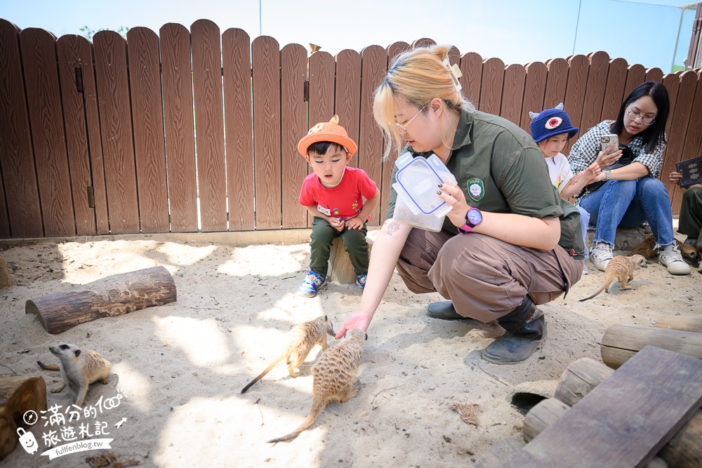 高雄景點【野森動物學校】最新門票資訊＆玩樂攻略!必玩沙丘部落和狐狸谷.與狐狸.狐獴.老鷹.土撥鼠近距離互動!