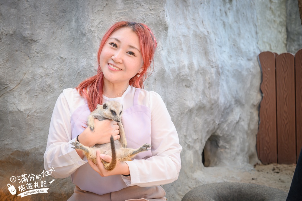 高雄景點【野森動物學校】最新門票資訊＆玩樂攻略!必玩沙丘部落和狐狸谷.與狐狸.狐獴.老鷹.土撥鼠近距離互動!