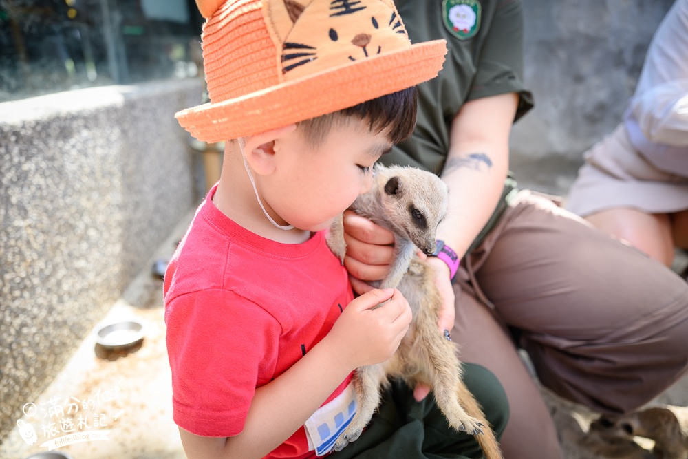高雄景點【野森動物學校】最新門票資訊＆玩樂攻略!必玩沙丘部落和狐狸谷.與狐狸.狐獴.老鷹.土撥鼠近距離互動!