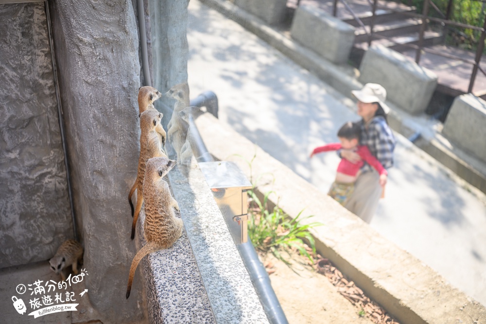 高雄景點【野森動物學校】最新門票資訊＆玩樂攻略!必玩沙丘部落和狐狸谷.與狐狸.狐獴.老鷹.土撥鼠近距離互動!