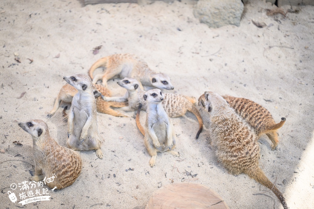 高雄景點【野森動物學校】最新門票資訊＆玩樂攻略!必玩沙丘部落和狐狸谷.與狐狸.狐獴.老鷹.土撥鼠近距離互動!