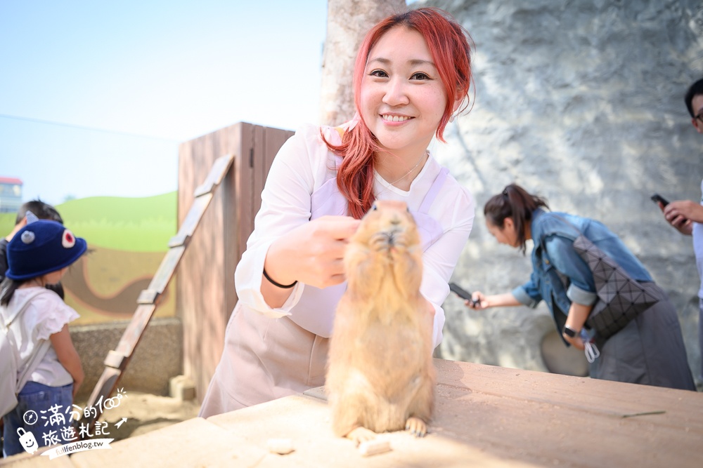 高雄景點【野森動物學校】最新門票資訊＆玩樂攻略!必玩沙丘部落和狐狸谷.與狐狸.狐獴.老鷹.土撥鼠近距離互動!