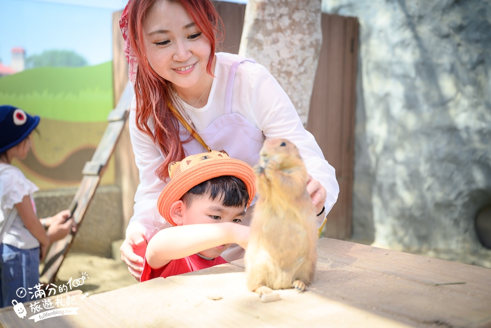 高雄景點【野森動物學校】最新門票資訊＆玩樂攻略!必玩沙丘部落和狐狸谷.與狐狸.狐獴.老鷹.土撥鼠近距離互動!