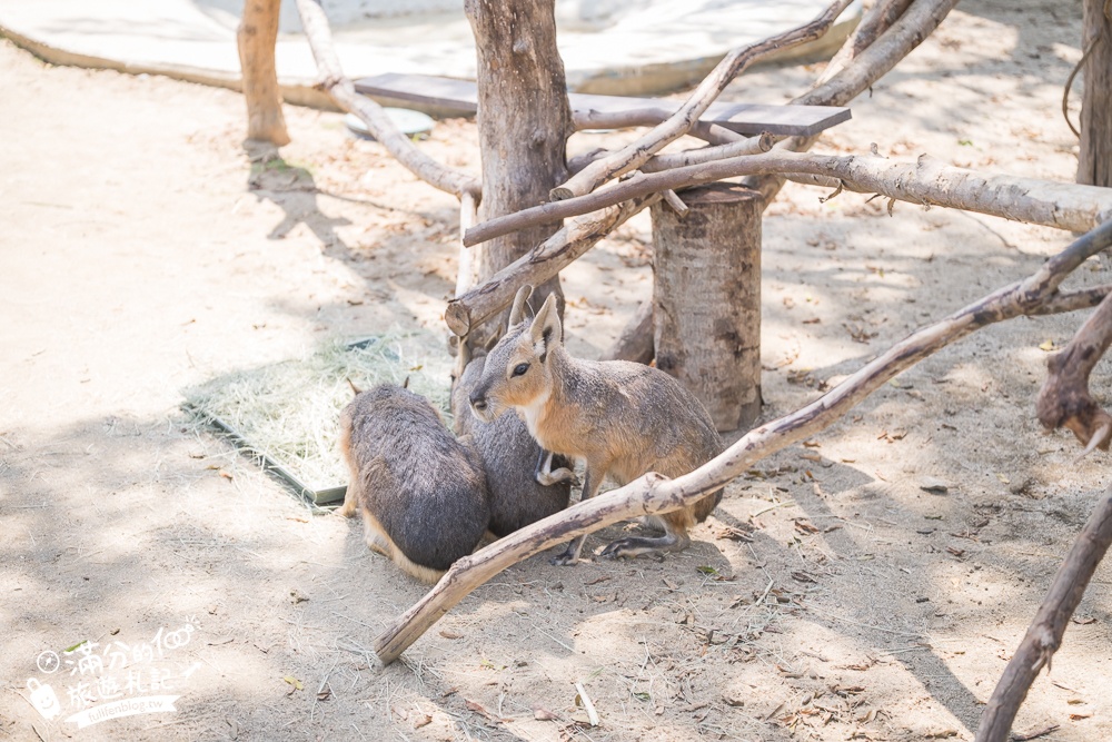 高雄景點【野森動物學校】最新門票資訊＆玩樂攻略!必玩沙丘部落和狐狸谷.與狐狸.狐獴.老鷹.土撥鼠近距離互動!
