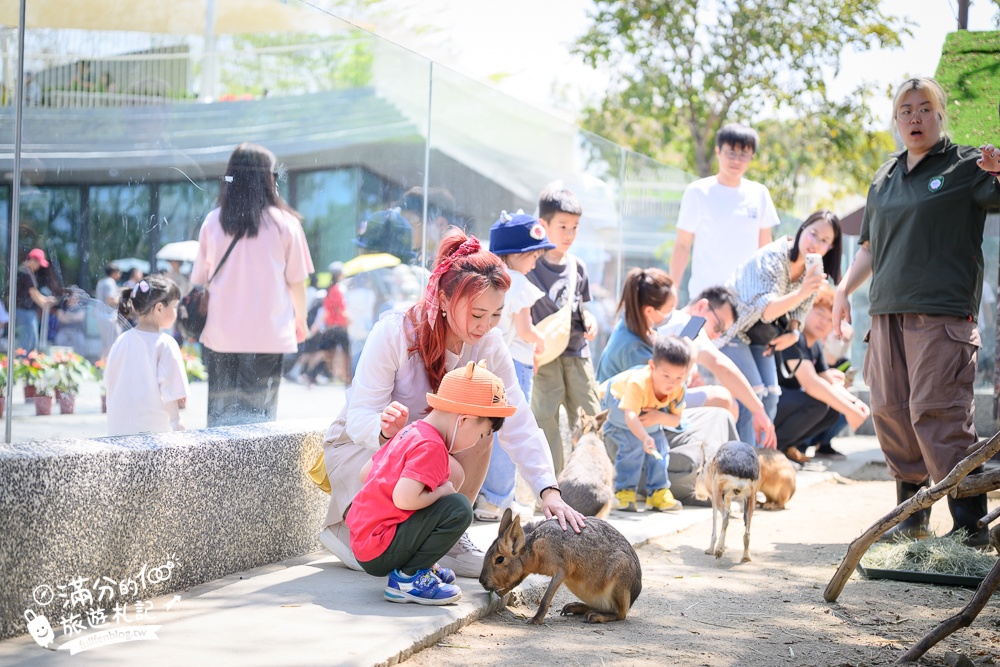 高雄景點【野森動物學校】最新門票資訊＆玩樂攻略!必玩沙丘部落和狐狸谷.與狐狸.狐獴.老鷹.土撥鼠近距離互動!