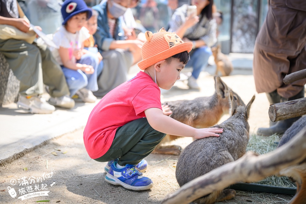 高雄景點【野森動物學校】最新門票資訊＆玩樂攻略!必玩沙丘部落和狐狸谷.與狐狸.狐獴.老鷹.土撥鼠近距離互動!