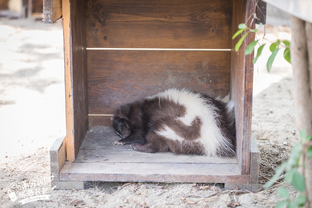 高雄景點【野森動物學校】最新門票資訊＆玩樂攻略!必玩沙丘部落和狐狸谷.與狐狸.狐獴.老鷹.土撥鼠近距離互動!