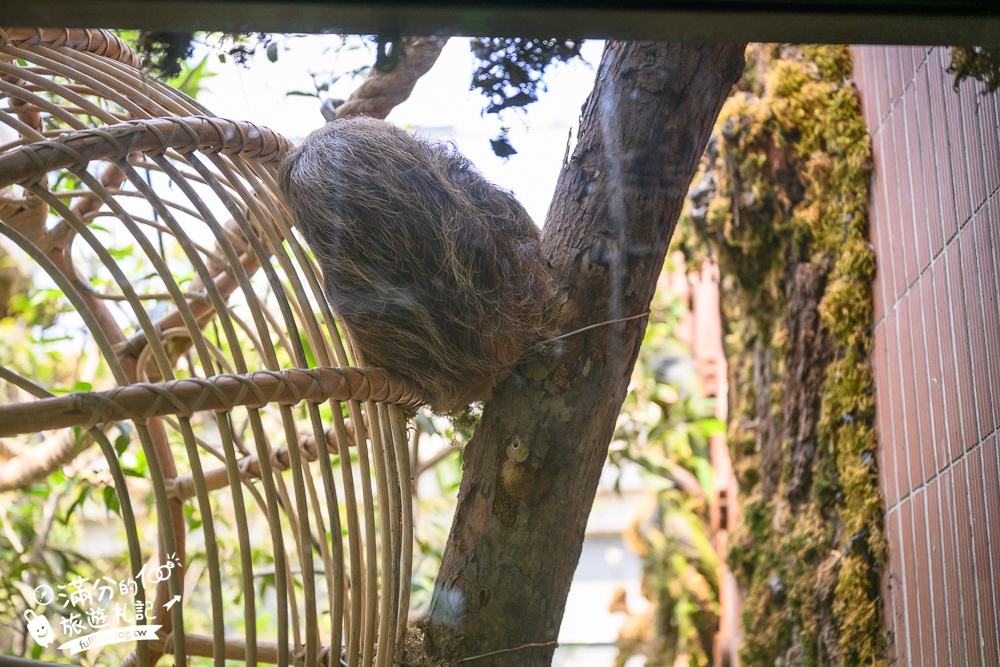 高雄景點【野森動物學校】最新門票資訊＆玩樂攻略!必玩沙丘部落和狐狸谷.與狐狸.狐獴.老鷹.土撥鼠近距離互動!