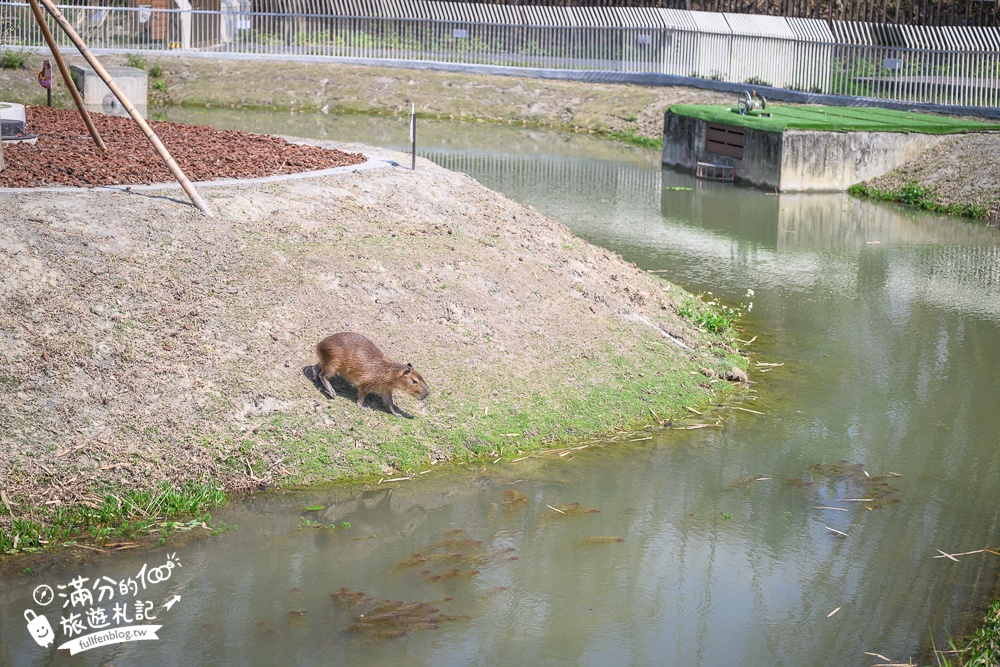高雄景點【野森動物學校】最新門票資訊＆玩樂攻略!必玩沙丘部落和狐狸谷.與狐狸.狐獴.老鷹.土撥鼠近距離互動!