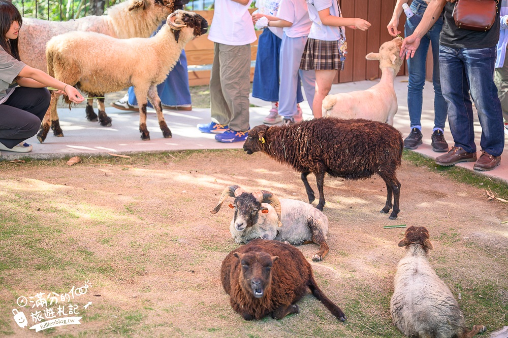 高雄景點【野森動物學校】最新門票資訊＆玩樂攻略!必玩沙丘部落和狐狸谷.與狐狸.狐獴.老鷹.土撥鼠近距離互動!