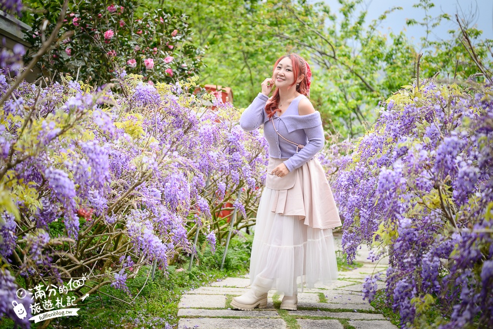 【2026阿喜紫藤花季】瑞里最美紫藤花園民宿,賞花預約方式攻略,山城中最美紫色仙境！