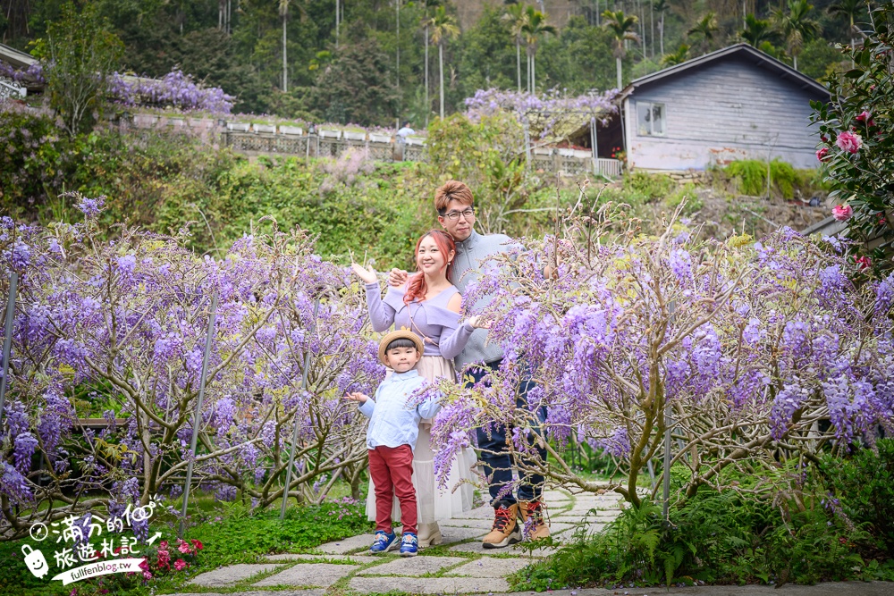 【2026阿喜紫藤花季】瑞里最美紫藤花園民宿,賞花預約方式攻略,山城中最美紫色仙境！