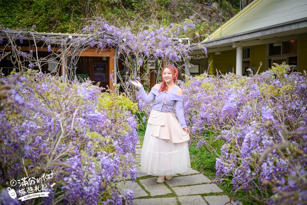 【2026阿喜紫藤花季】瑞里最美紫藤花園民宿,賞花預約方式攻略,山城中最美紫色仙境！