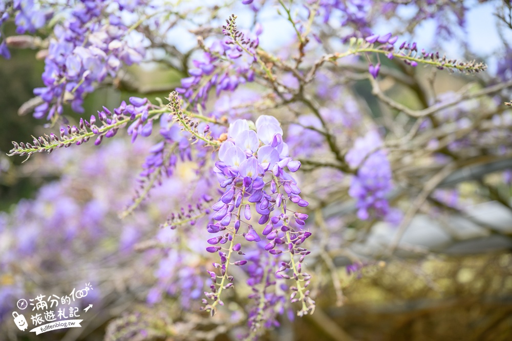 【2026阿喜紫藤花季】瑞里最美紫藤花園民宿,賞花預約方式攻略,山城中最美紫色仙境！