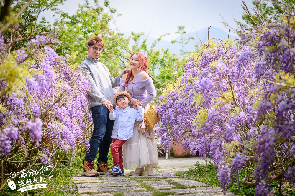 【2026阿喜紫藤花季】瑞里最美紫藤花園民宿,賞花預約方式攻略,山城中最美紫色仙境！
