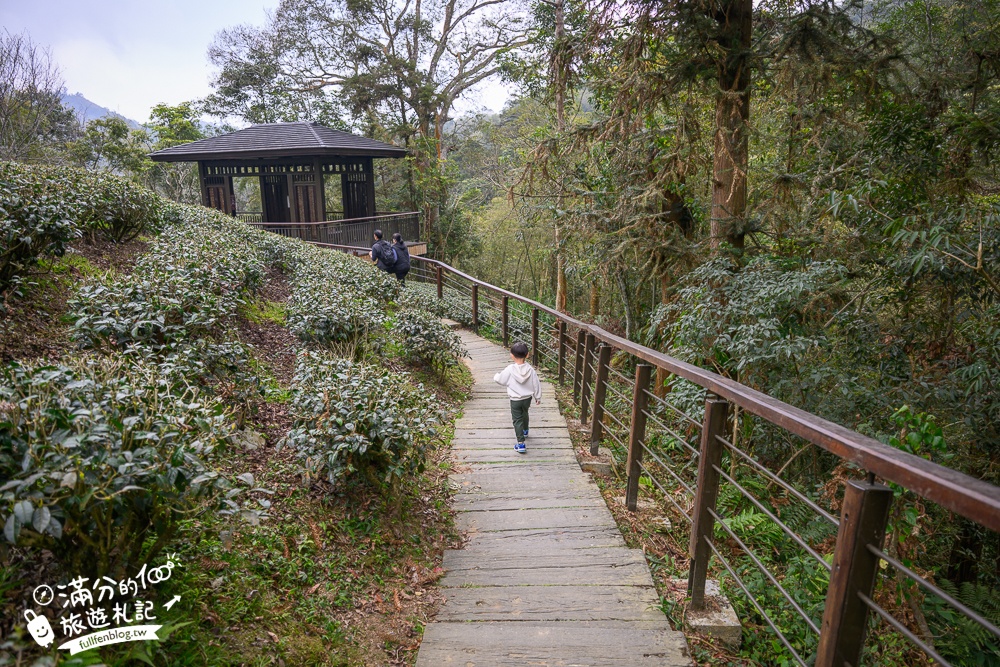 【2026梅山太平雲梯最新玩法】走吊橋.望茶田.逛老街.嘉義海拔最高最美天空步道, 帶你漫步在雲端!