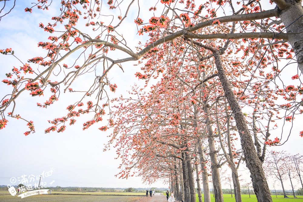 【彰化竹塘木棉花道】水神樹公田野間的木棉花秘境，浪漫雙心太陽花隧道!