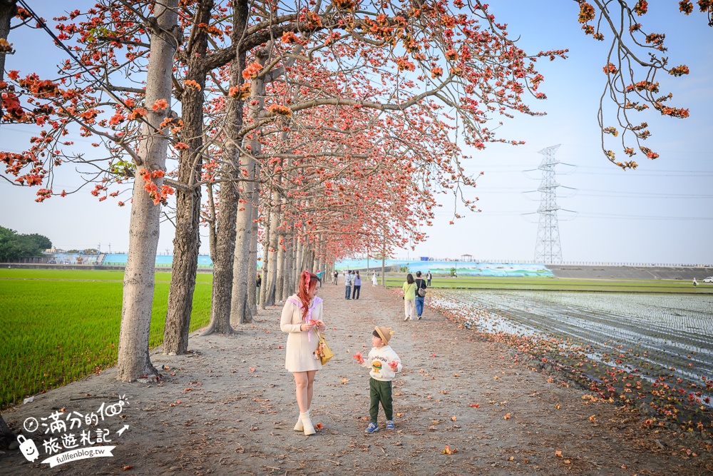 【彰化竹塘木棉花道】水神樹公田野間的木棉花秘境，浪漫雙心太陽花隧道!