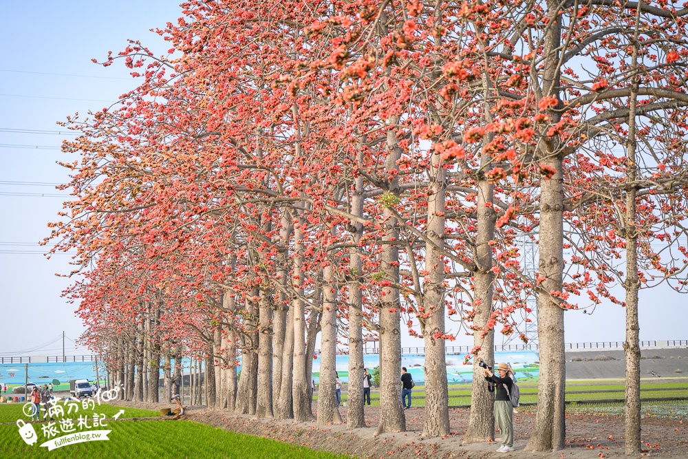 【彰化竹塘木棉花道】水神樹公田野間的木棉花秘境，浪漫雙心太陽花隧道!