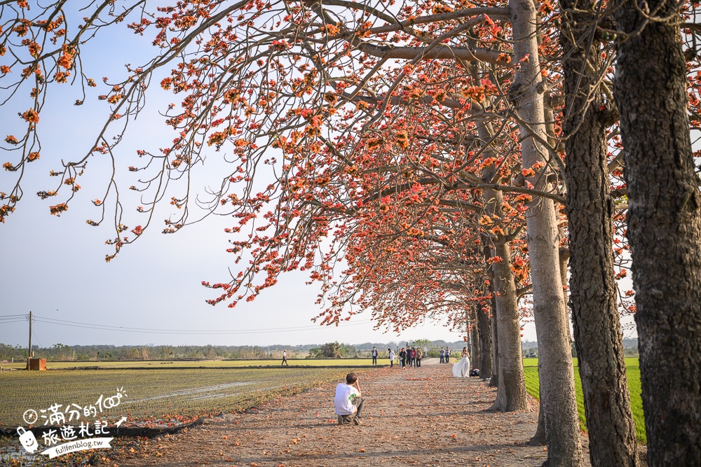【彰化竹塘木棉花道】水神樹公田野間的木棉花秘境，浪漫雙心太陽花隧道!