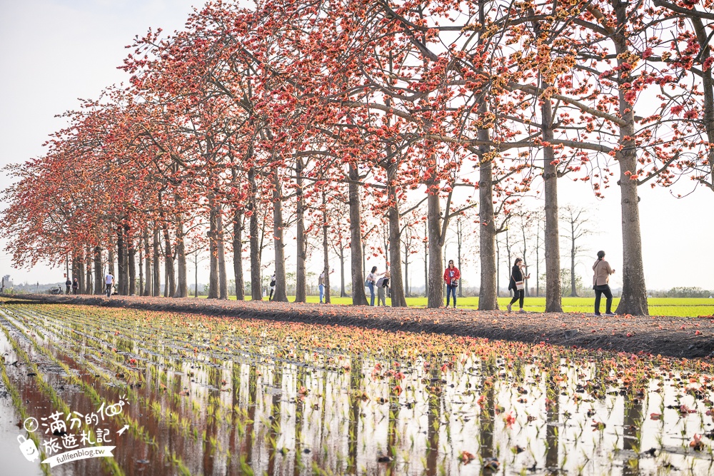 【彰化竹塘木棉花道】水神樹公田野間的木棉花秘境，浪漫雙心太陽花隧道!