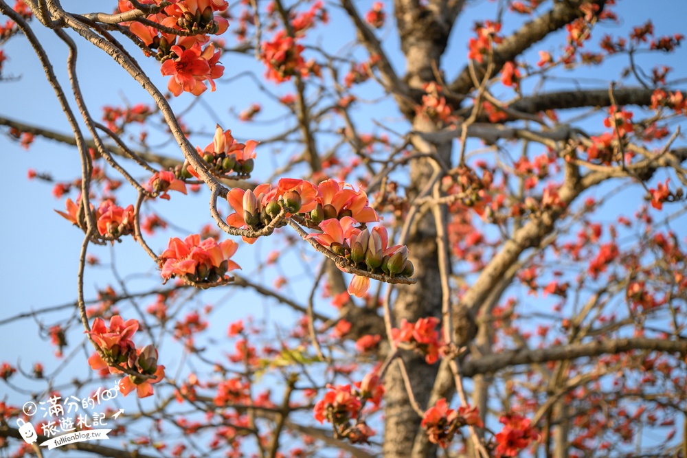 【彰化竹塘木棉花道】水神樹公田野間的木棉花秘境，浪漫雙心太陽花隧道!