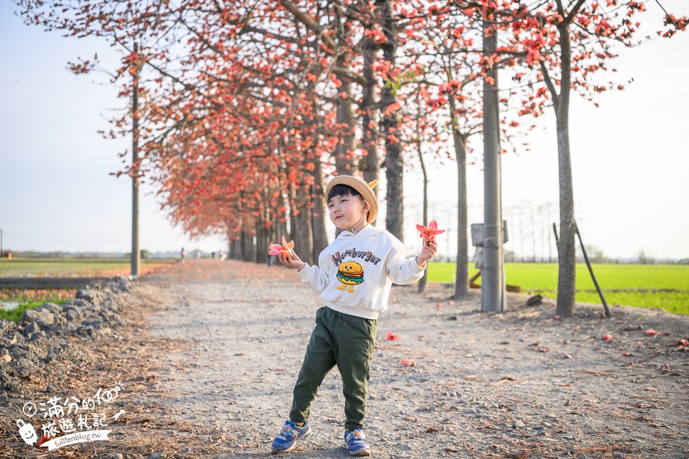 【彰化竹塘木棉花道】水神樹公田野間的木棉花秘境，浪漫雙心太陽花隧道!