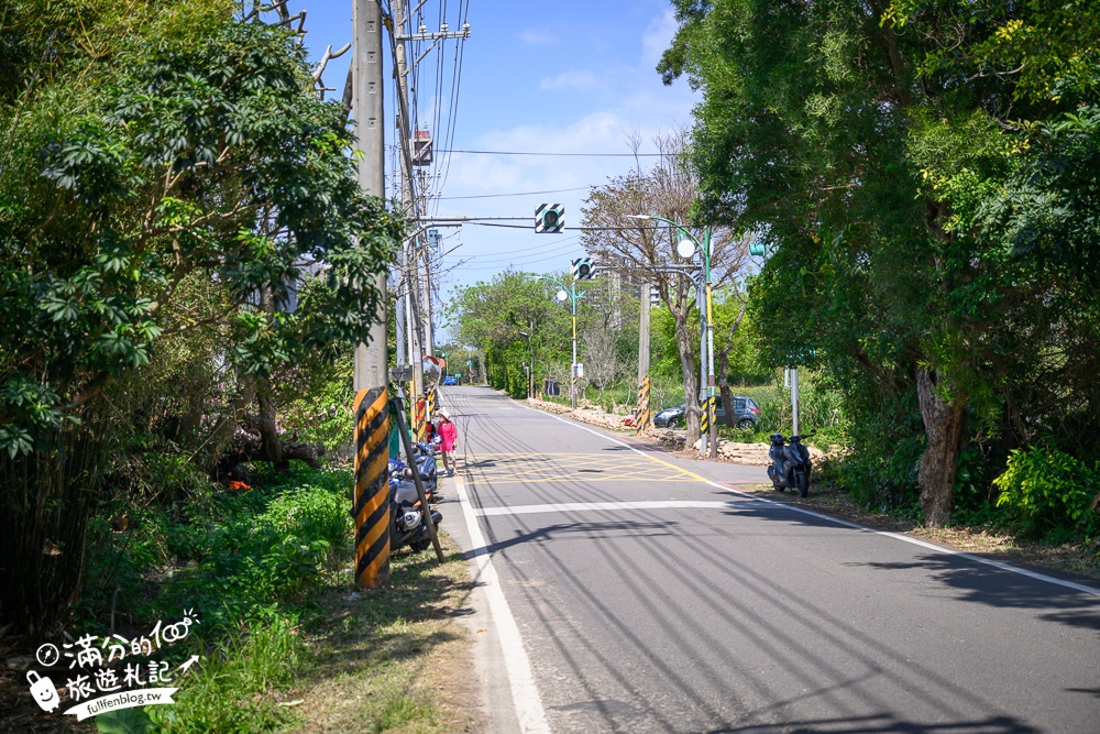 【聖德路櫻花巷】桃園隱藏版櫻花步道,盛放的富士櫻超迷人,還有墨染櫻花可以近距離合影!