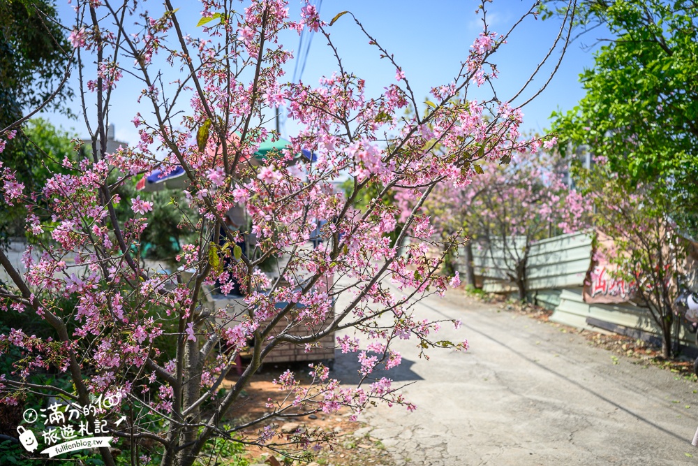 【聖德路櫻花巷】桃園隱藏版櫻花步道,盛放的富士櫻超迷人,還有墨染櫻花可以近距離合影!