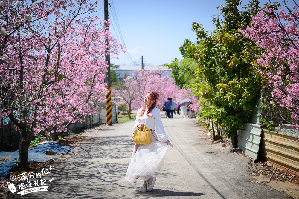 【聖德路櫻花巷】桃園隱藏版櫻花步道,盛放的富士櫻超迷人,還有墨染櫻花可以近距離合影!