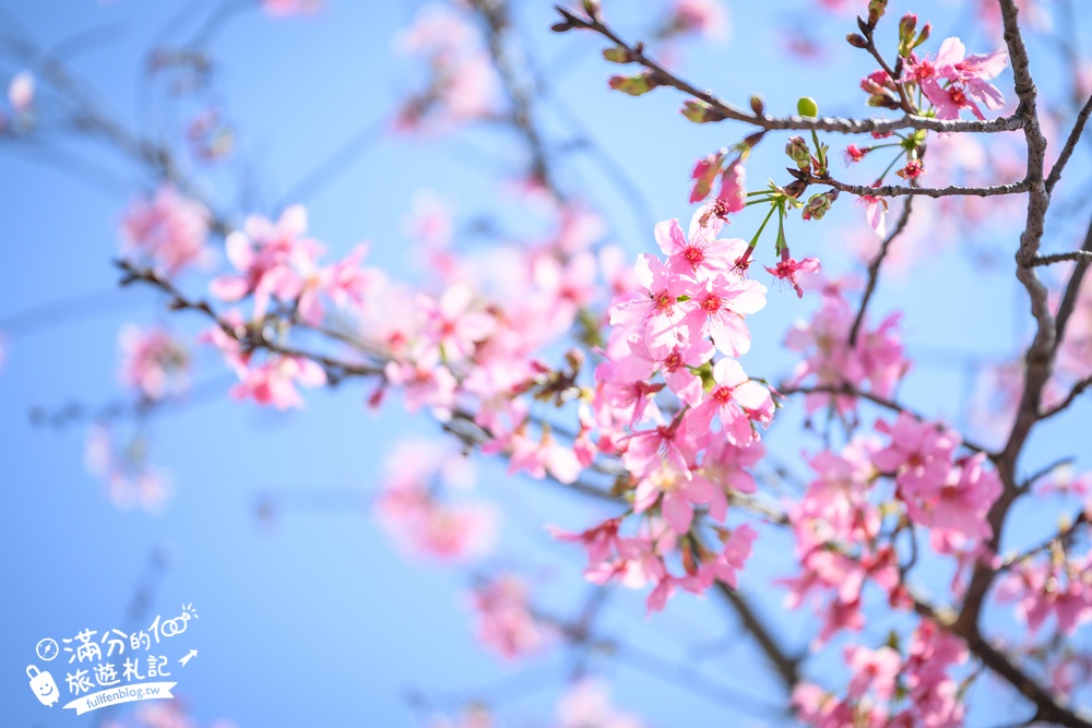 【聖德路櫻花巷】桃園隱藏版櫻花步道,盛放的富士櫻超迷人,還有墨染櫻花可以近距離合影!