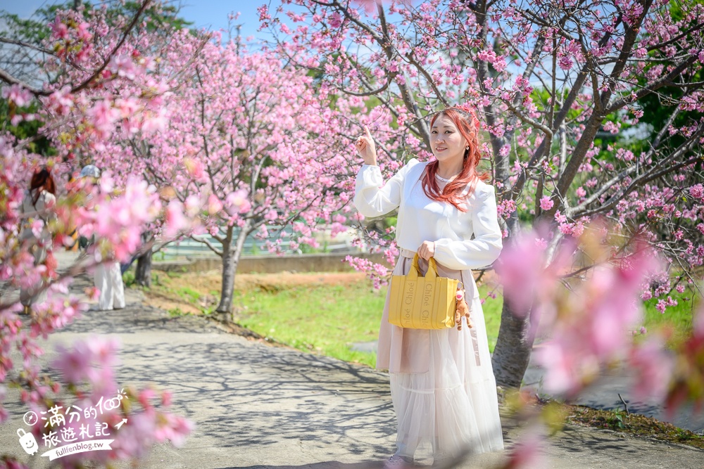 【聖德路櫻花巷】桃園隱藏版櫻花步道,盛放的富士櫻超迷人,還有墨染櫻花可以近距離合影!