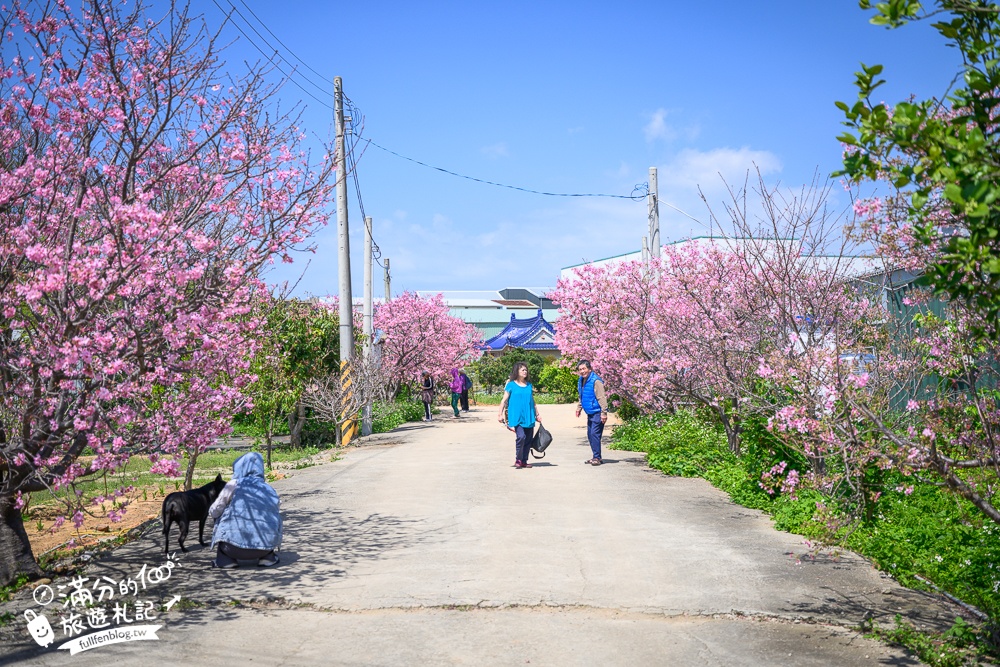 【聖德路櫻花巷】桃園隱藏版櫻花步道,盛放的富士櫻超迷人,還有墨染櫻花可以近距離合影!