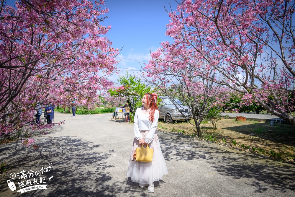 【聖德路櫻花巷】桃園隱藏版櫻花步道,盛放的富士櫻超迷人,還有墨染櫻花可以近距離合影!