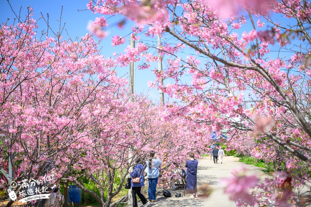 【聖德路櫻花巷】桃園隱藏版櫻花步道,盛放的富士櫻超迷人,還有墨染櫻花可以近距離合影!