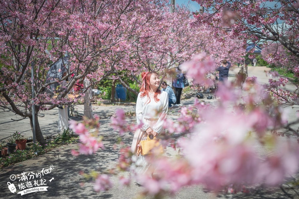 【聖德路櫻花巷】桃園隱藏版櫻花步道,盛放的富士櫻超迷人,還有墨染櫻花可以近距離合影!