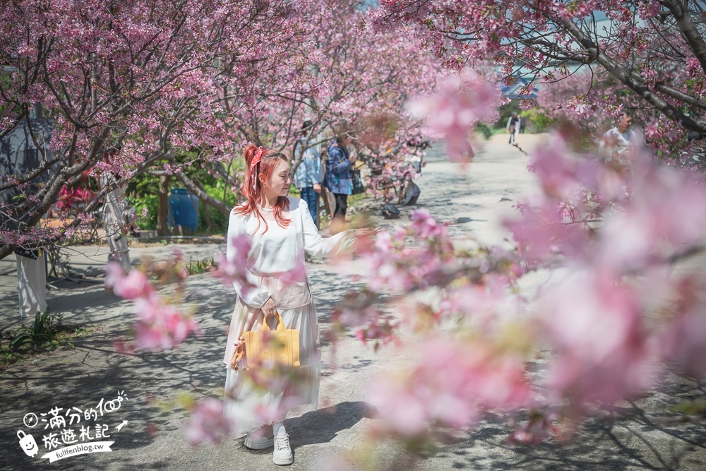 【聖德路櫻花巷】桃園隱藏版櫻花步道,盛放的富士櫻超迷人,還有墨染櫻花可以近距離合影!
