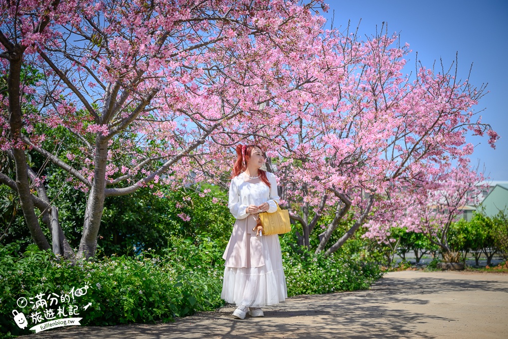 【聖德路櫻花巷】桃園隱藏版櫻花步道,盛放的富士櫻超迷人,還有墨染櫻花可以近距離合影!