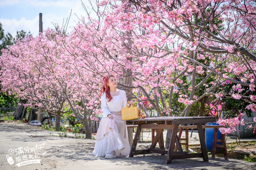 【聖德路櫻花巷】桃園隱藏版櫻花步道,盛放的富士櫻超迷人,還有墨染櫻花可以近距離合影!