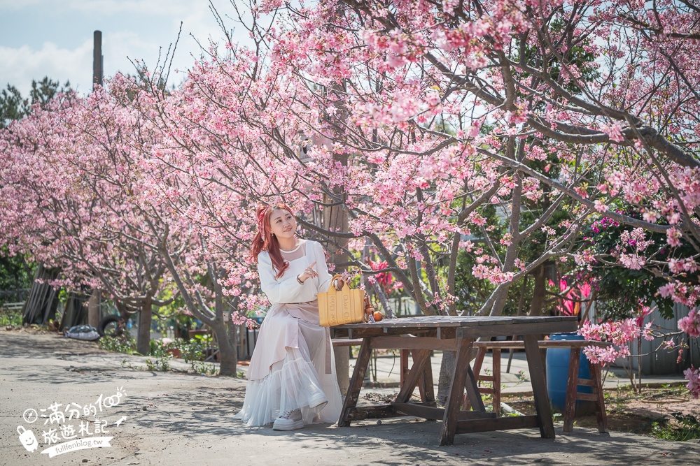 【聖德路櫻花巷】桃園隱藏版櫻花步道,盛放的富士櫻超迷人,還有墨染櫻花可以近距離合影!