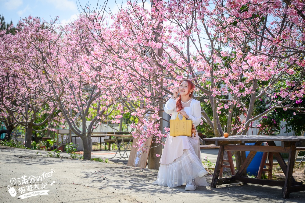 【聖德路櫻花巷】桃園隱藏版櫻花步道,盛放的富士櫻超迷人,還有墨染櫻花可以近距離合影!