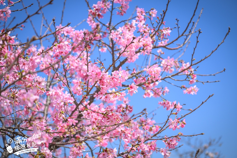 【聖德路櫻花巷】桃園隱藏版櫻花步道,盛放的富士櫻超迷人,還有墨染櫻花可以近距離合影!