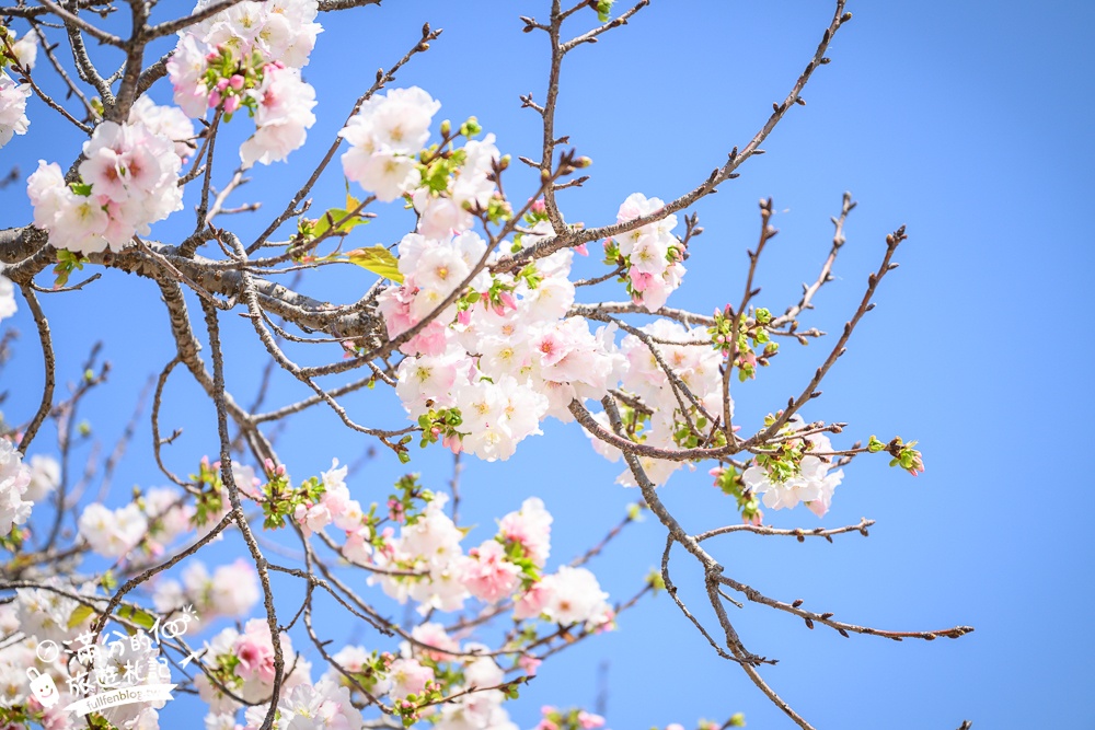 【聖德路櫻花巷】桃園隱藏版櫻花步道,盛放的富士櫻超迷人,還有墨染櫻花可以近距離合影!
