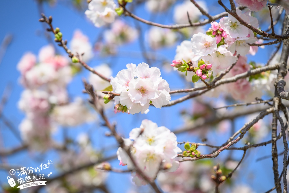 【聖德路櫻花巷】桃園隱藏版櫻花步道,盛放的富士櫻超迷人,還有墨染櫻花可以近距離合影!